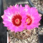 Thelocactus bicolor