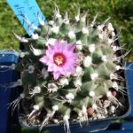 Turbinicarpus alonsoii