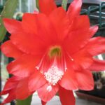 Epiphyllum ackermannii