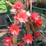 Epiphyllum ackermannii in Blüte