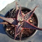Aloe-Hybride Dome_Bright Star KG