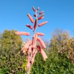 Aloe-Hybride Jeff Karsner Blüte