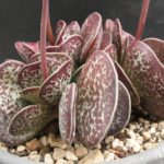 Adromischus maculatus