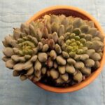 Echeveria amoena