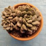 Echeveria setosa var. rondellii