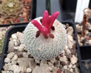 Epithelantha micromeris