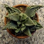 Faucaria tigrina cv. 1 A Blue