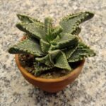 Faucaria tigrina cv. 1 A Blue