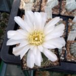 Gymnocalycium andreae weiß