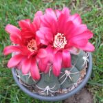 Gymnocalycium carminanthum