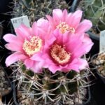Gymnocalycium carminanthum