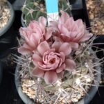 Gymnocalycium mucidum