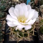Gymnocalycium multiflorum