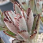 Kalanchoe tormentosa dunkleres Blatt