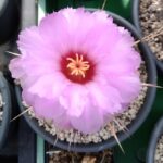 Thelocactus bicolor