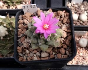 Turbinicarpus alonsoi Xichu