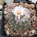 Turbinicarpus klinkerianus Las Flores SLP