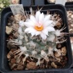 Turbinicarpus macrochele fa. Vermaseren