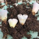 Lithops Wurzelwerk mit Torf