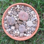 Lithops frisch umgetopft