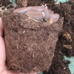 Lithops im Torfsubstrat