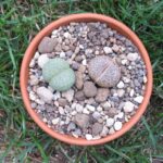 Lithops im mineralischen Substrat