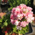 Pelargonie April Snow