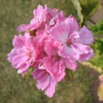 Pelargonie ERAs Silva
