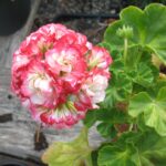 Pelargonie Happy Appleblossom