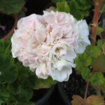Pelargonie Kronprinzessin Mary