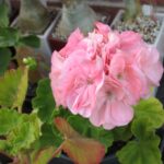 Pelargonie Mårbacka