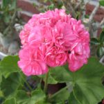 Pelargonie Nanny