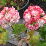 Vergleich Appleblossom und Happy Appleblossom