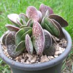 Adromischus maculatus