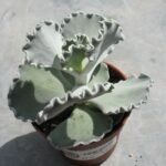 Cotyledon undulata