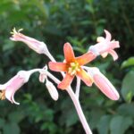 Cotyledon undulata Blüte