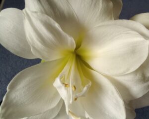 Hippeastrum Alfresco