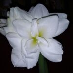 Hippeastrum Arctic White