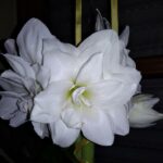 Hippeastrum Arctic White Notlösung mit Band