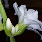 Hippeastrum Knospen