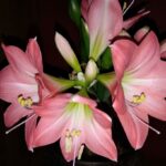 Hippeastrum Sweet Pink