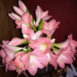 Hippeastrum Sweet Pink Blütenfülle