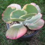 Kalanchoe thyrsiflora