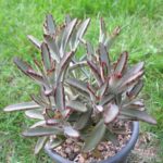 Kalanchoe tomentosa dunkel