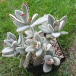 Kalanchoe tomentosa hell