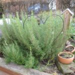 Rosmarin officinalis