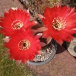 Echinopsis-Hybride Seismic Shimmer X Wild