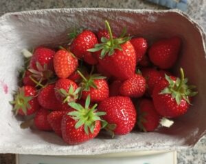Erdbeeren aus eigener Ernte