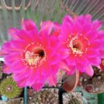 Echinopsis-Hybride Kleopatra X Serape