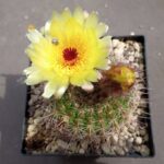 Notocactus concinnus v. gibberulus AH 200